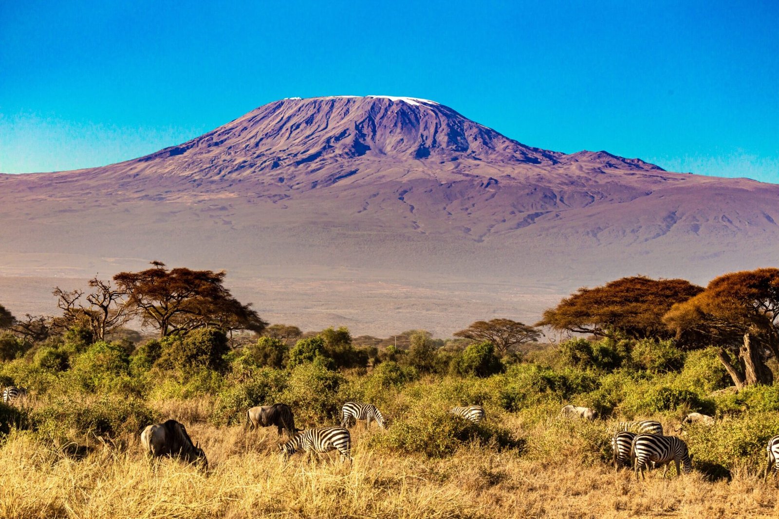 KILIMANJARO