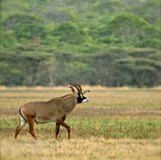 ruaha5